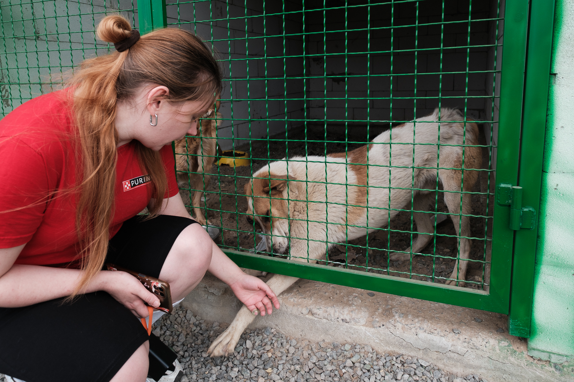 "Дехто чекає на сім'ю з початку війни". Як столичні волонтери рятують тварин з прифронтових зон