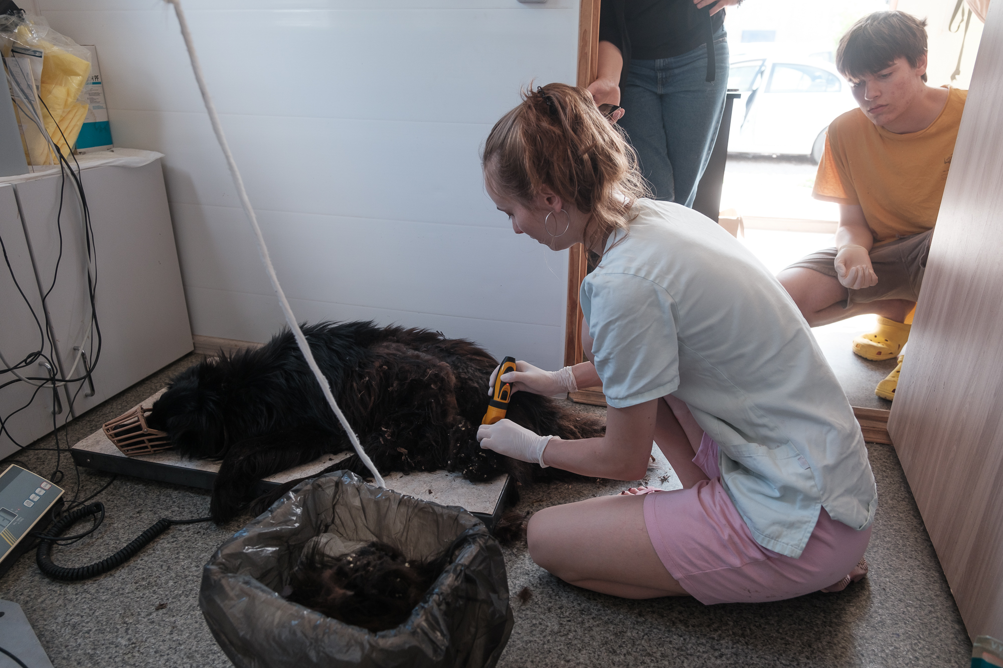 &quot;Дехто чекає на сім'ю з початку війни&quot;. Як столичні волонтери рятують тварин з прифронтових зон