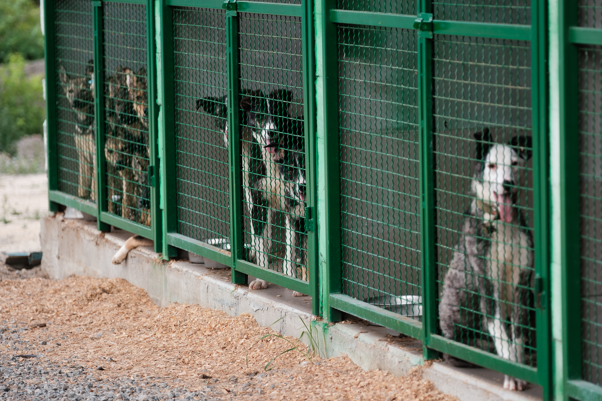 &quot;Дехто чекає на сім'ю з початку війни&quot;. Як столичні волонтери рятують тварин з прифронтових зон