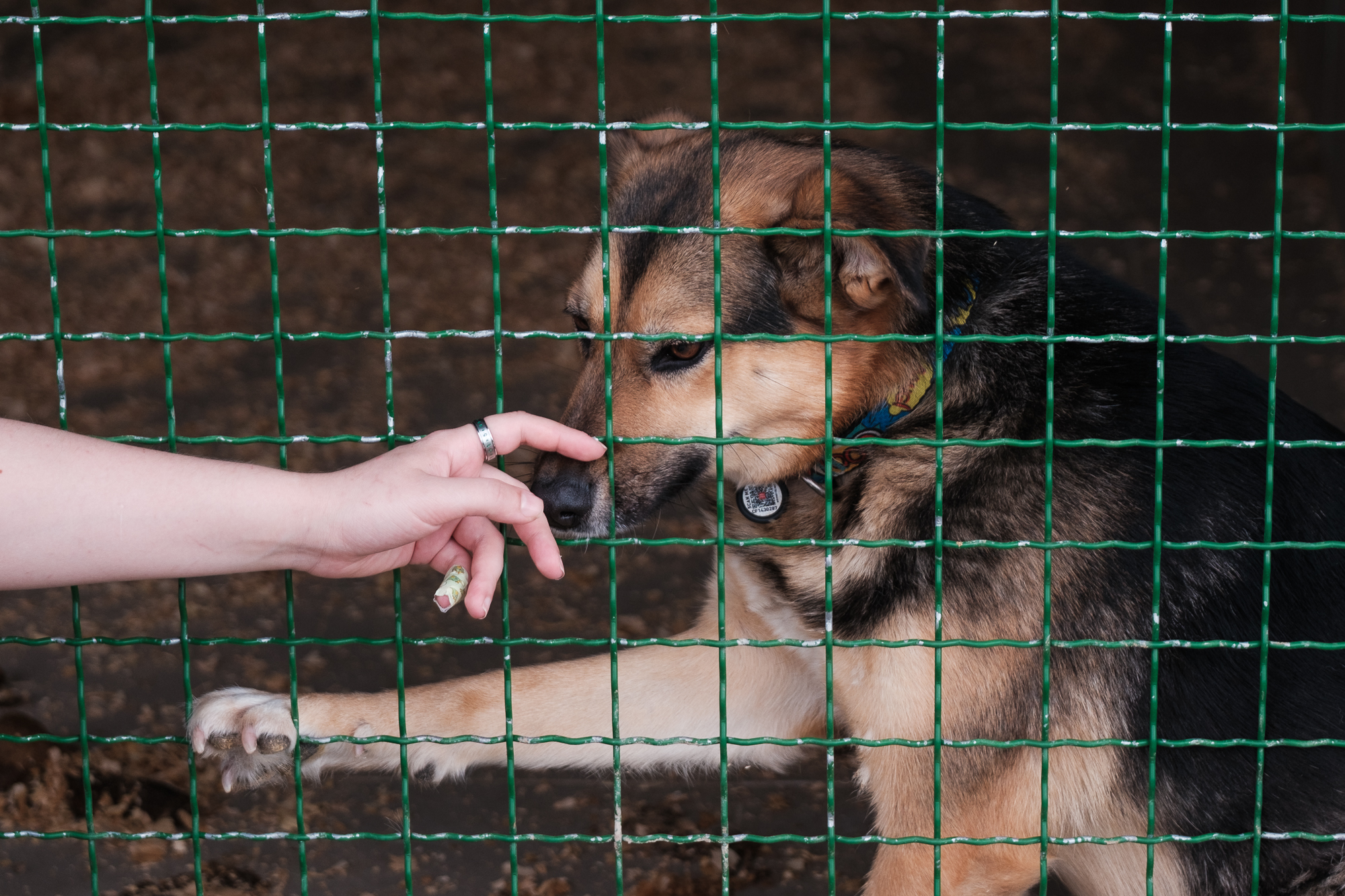 "Дехто чекає на сім'ю з початку війни". Як столичні волонтери рятують тварин з прифронтових зон