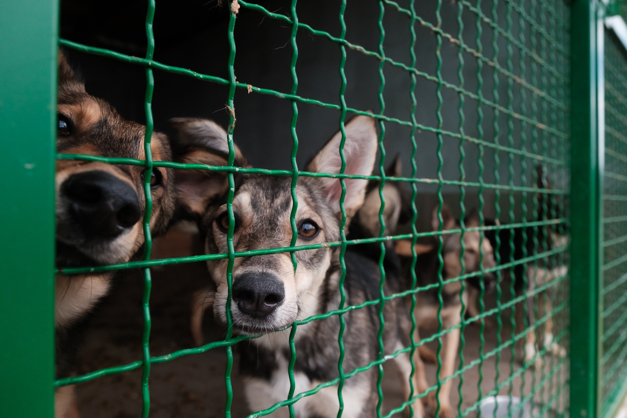 "Дехто чекає на сім'ю з початку війни". Як столичні волонтери рятують тварин з прифронтових зон