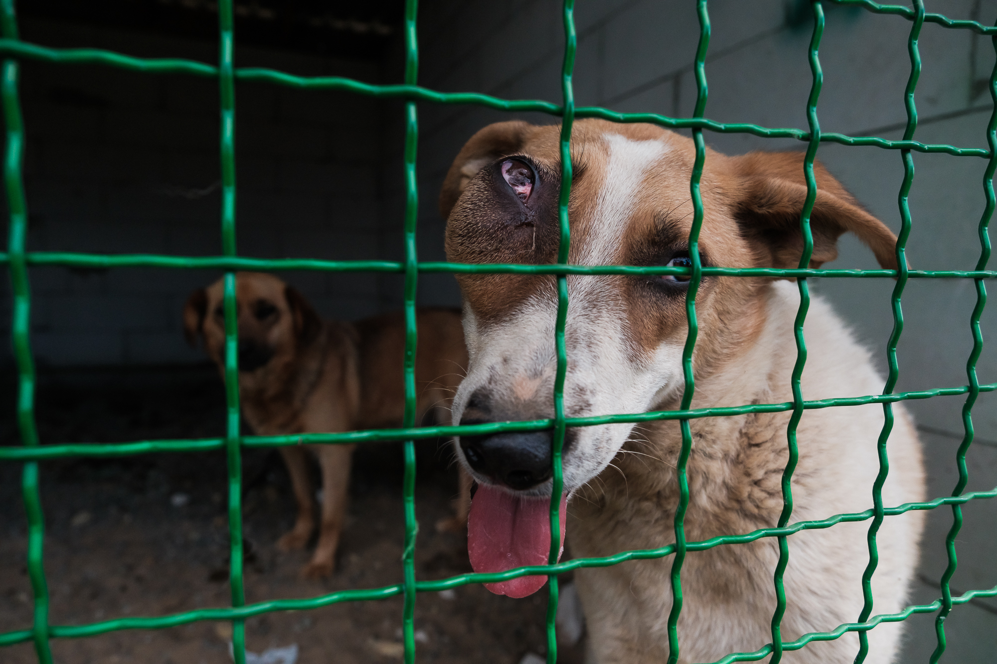"Дехто чекає на сім'ю з початку війни". Як столичні волонтери рятують тварин з прифронтових зон