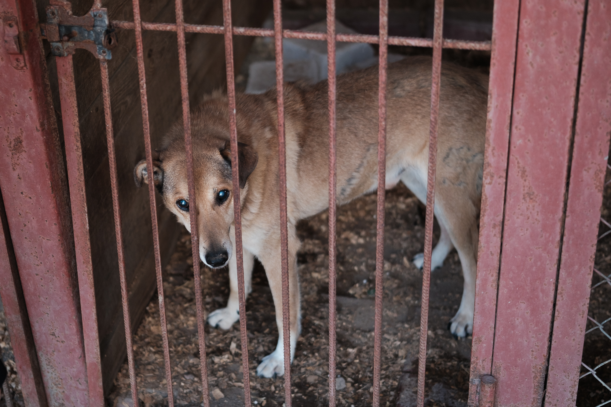 "Дехто чекає на сім'ю з початку війни". Як столичні волонтери рятують тварин з прифронтових зон
