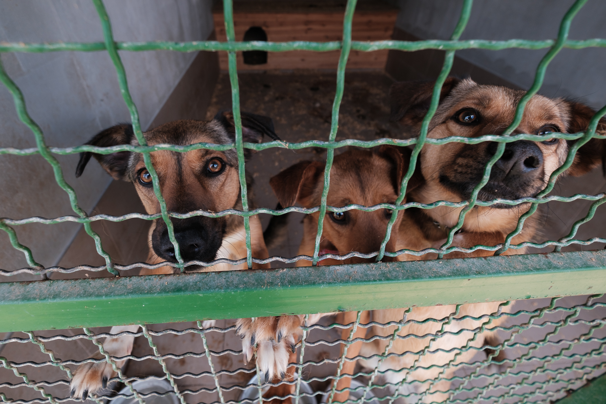 &quot;Дехто чекає на сім'ю з початку війни&quot;. Як столичні волонтери рятують тварин з прифронтових зон