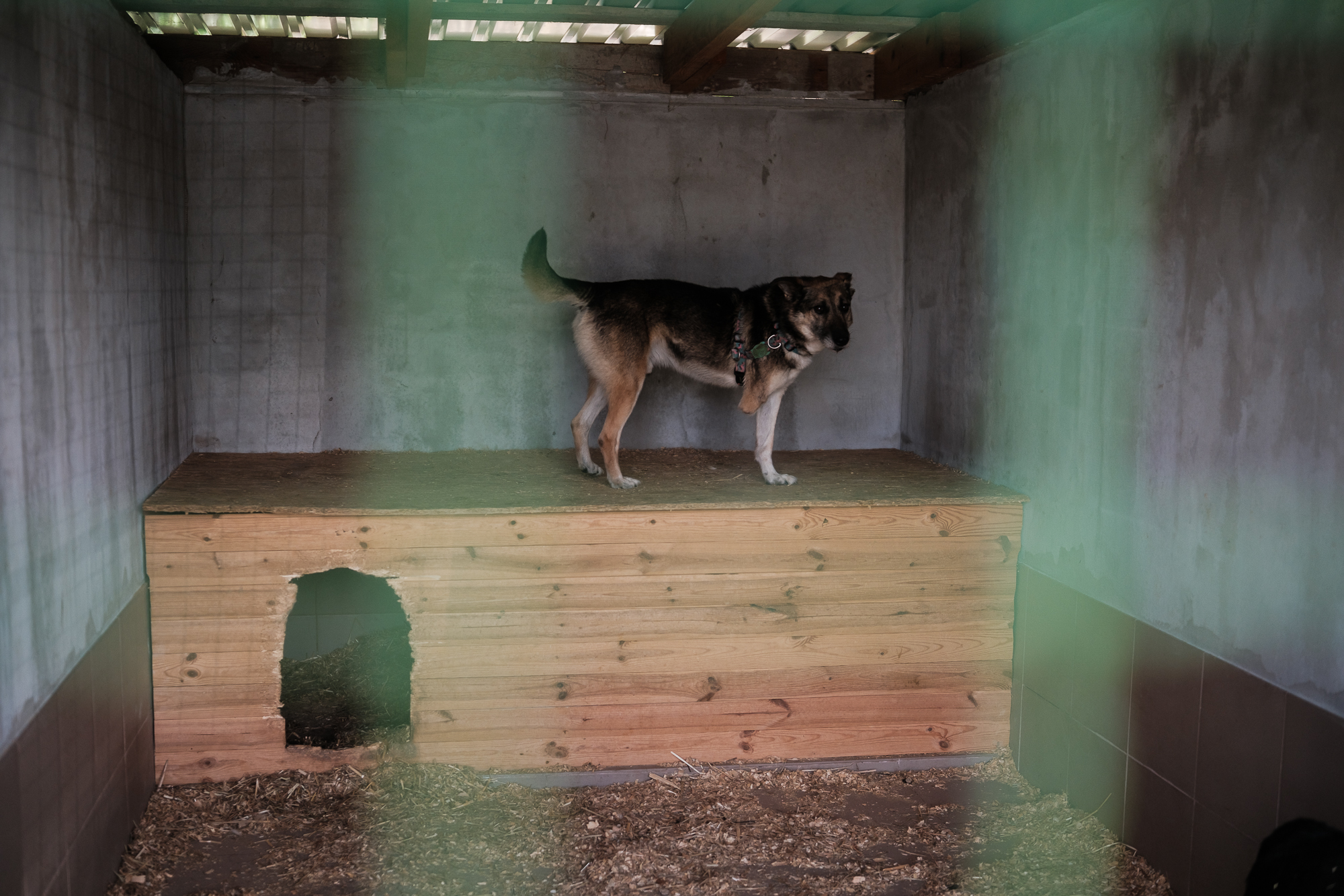 &quot;Дехто чекає на сім'ю з початку війни&quot;. Як столичні волонтери рятують тварин з прифронтових зон