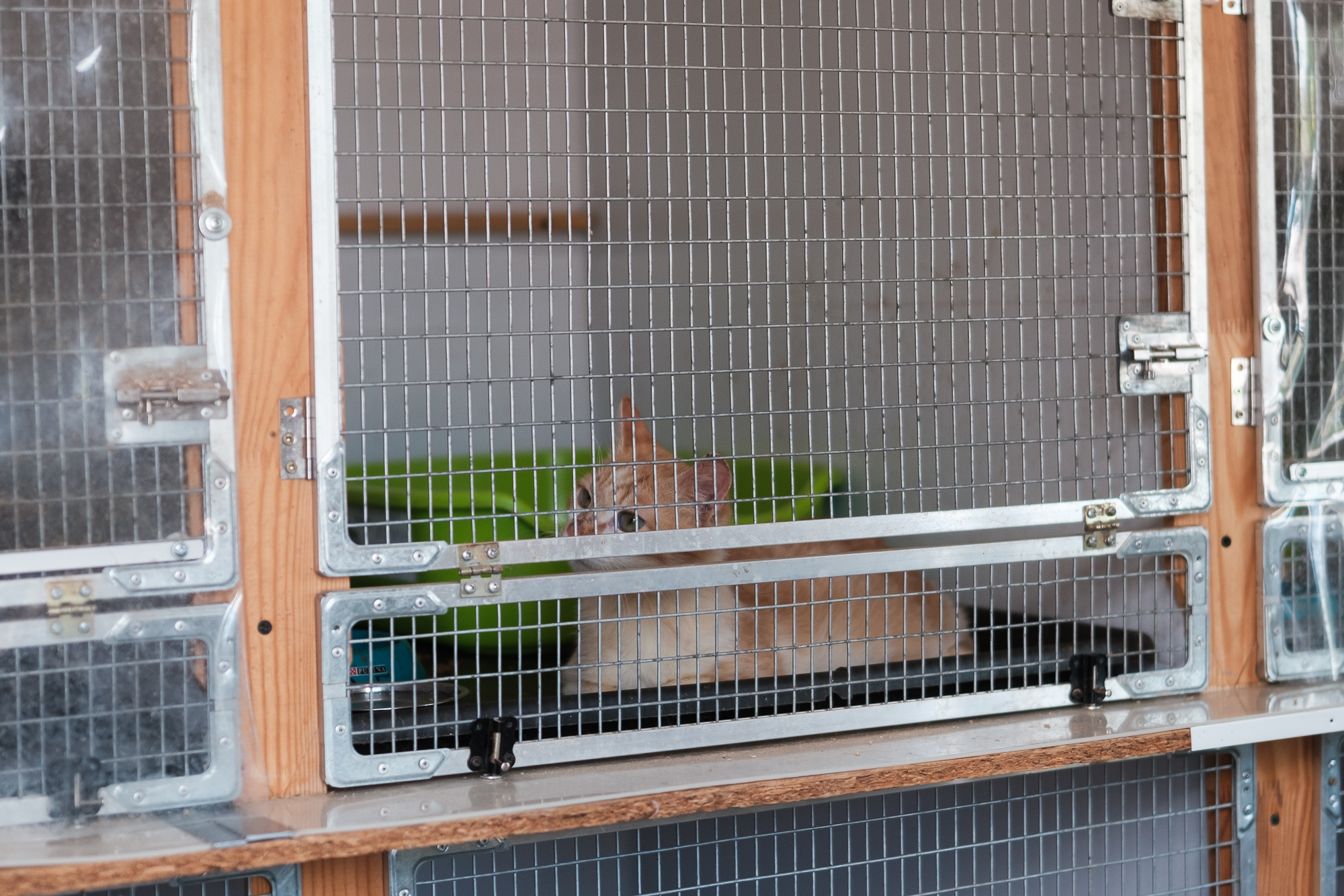 "Дехто чекає на сім'ю з початку війни". Як столичні волонтери рятують тварин з прифронтових зон