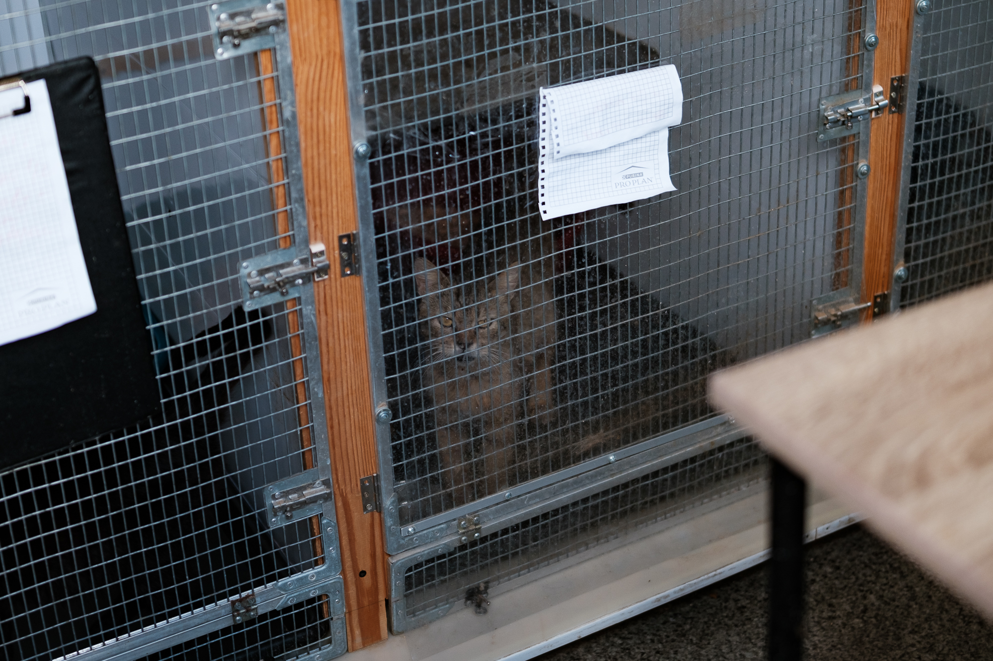 "Дехто чекає на сім'ю з початку війни". Як столичні волонтери рятують тварин з прифронтових зон