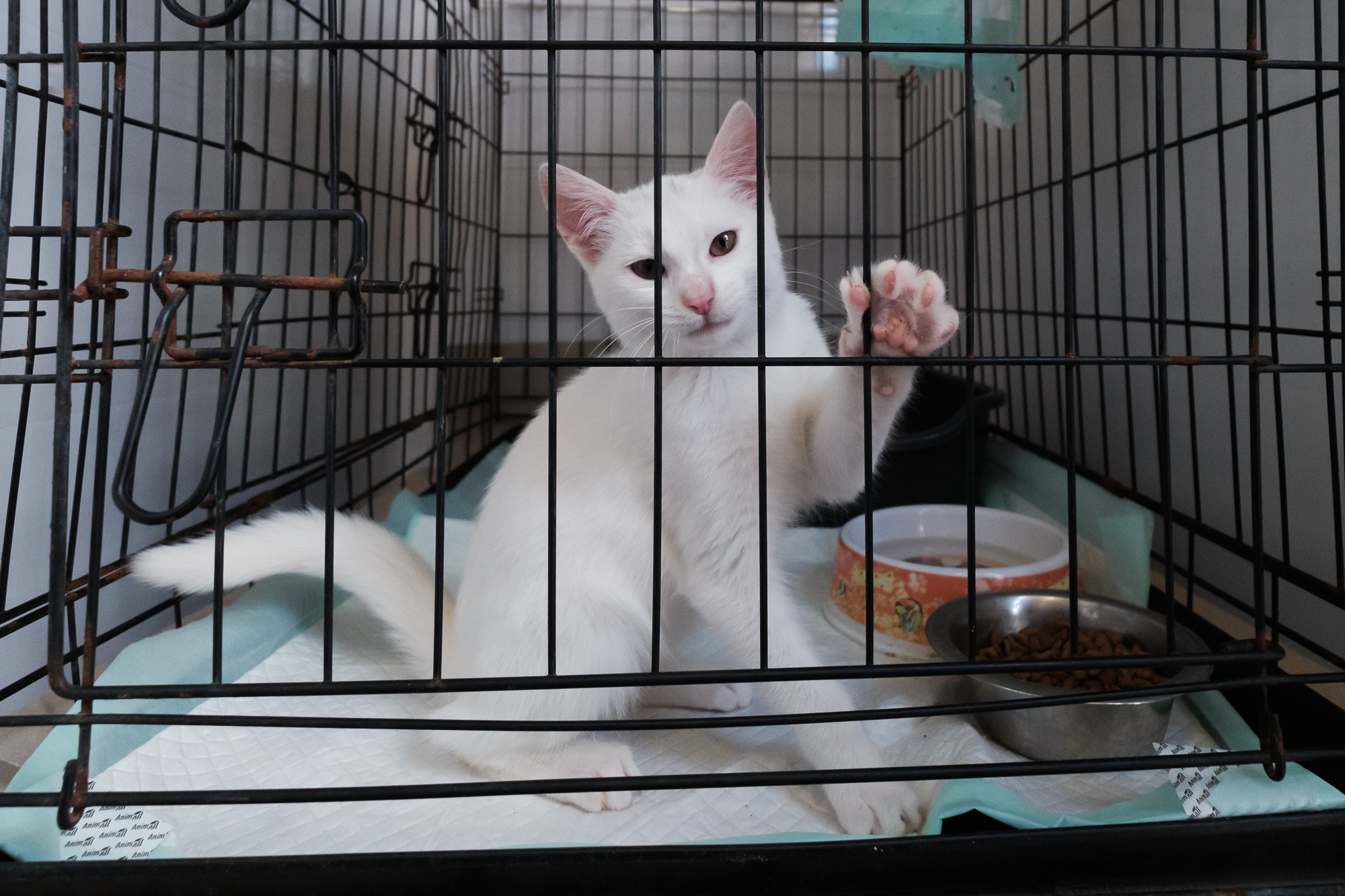 "Дехто чекає на сім'ю з початку війни". Як столичні волонтери рятують тварин з прифронтових зон