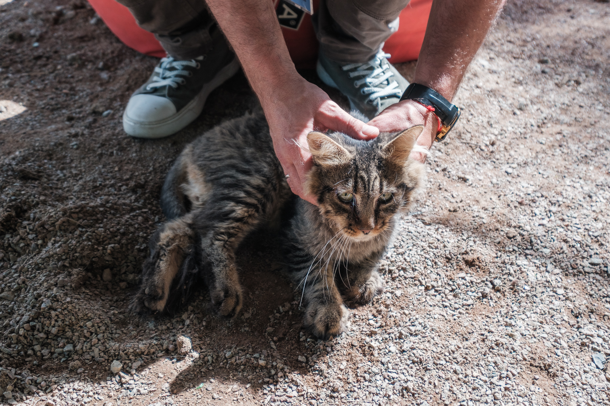 "Дехто чекає на сім'ю з початку війни". Як столичні волонтери рятують тварин з прифронтових зон
