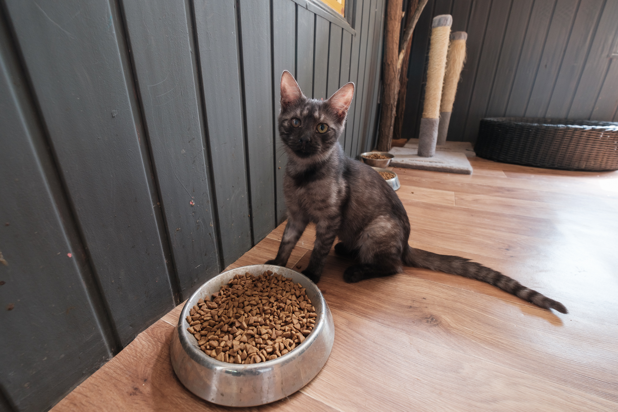 &quot;Дехто чекає на сім'ю з початку війни&quot;. Як столичні волонтери рятують тварин з прифронтових зон