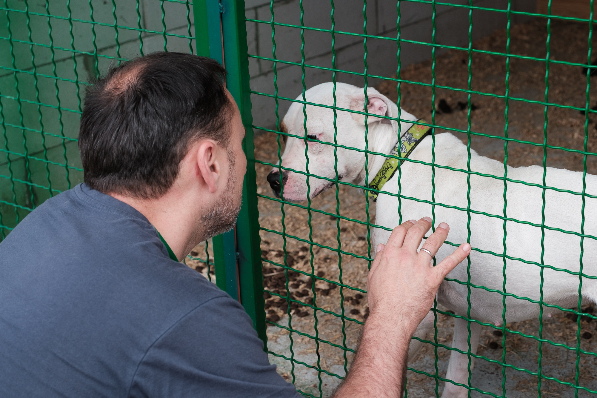 &quot;Дехто чекає на сім'ю з початку війни&quot;. Як столичні волонтери рятують тварин з прифронтових зон
